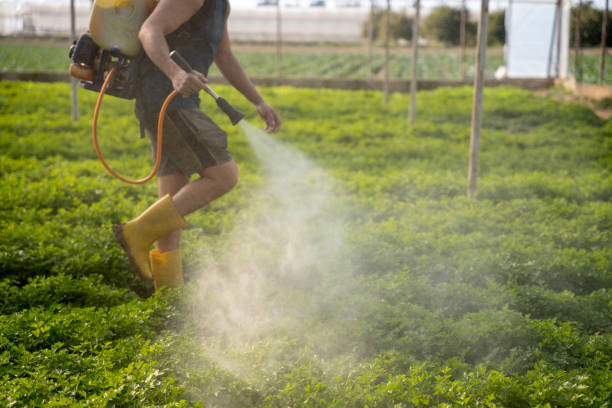 Wasp Removal Services in Silver Ridge, NJ